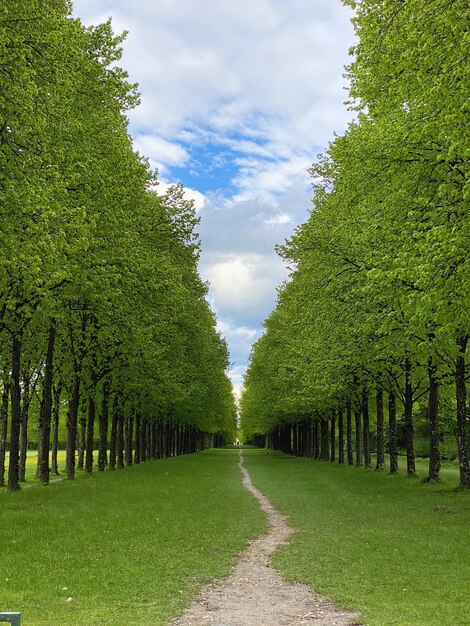 Trees growing on footpath against sky