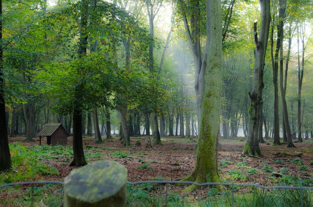 Trees growing in forest against sky