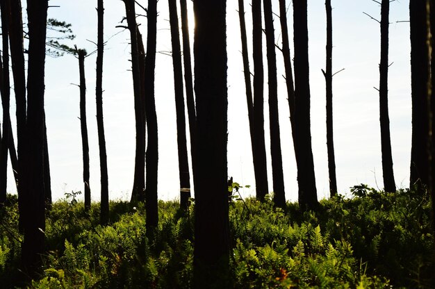 Trees growing in forest against sky