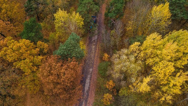 Trees growing in forest during autumn