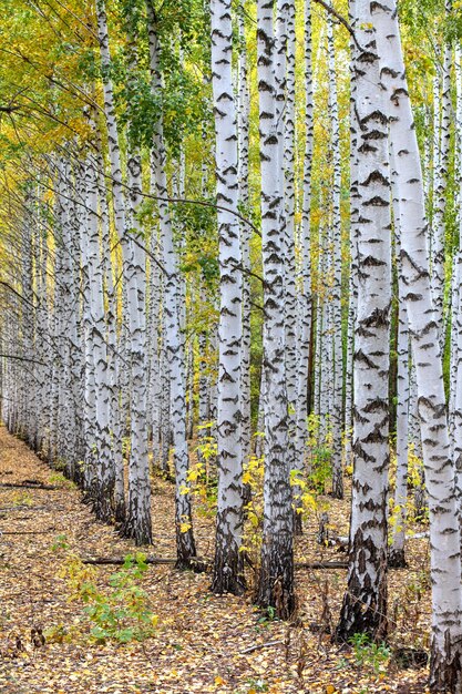 Foto alberi che crescono nella foresta durante l'autunno