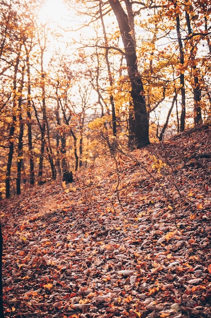 Trees growing in forest during autumn