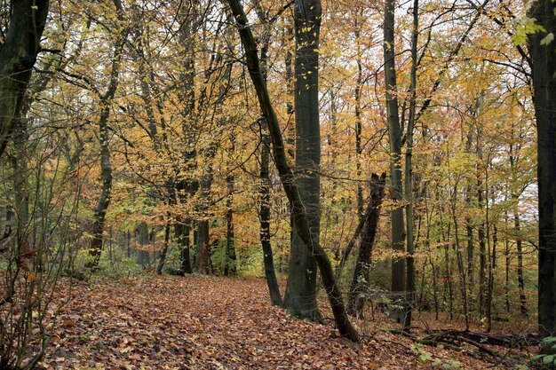 Foto alberi che crescono nella foresta durante l'autunno