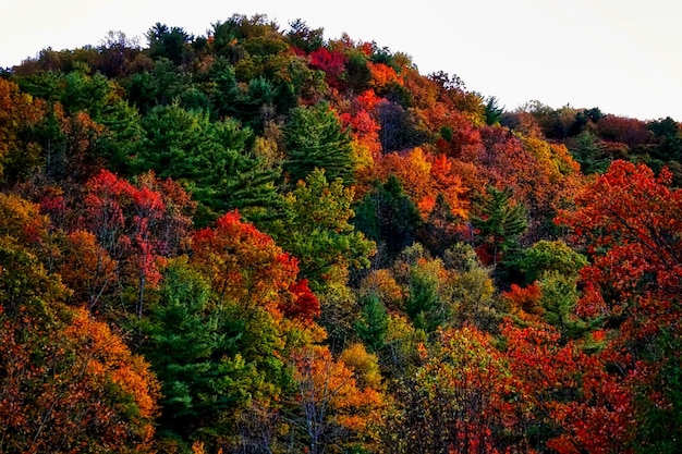 Trees growing in forest during autumn