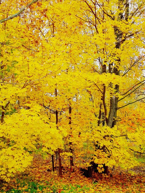 Trees growing in forest during autumn