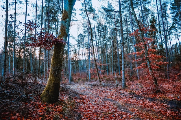 Foto alberi che crescono nella foresta durante l'autunno