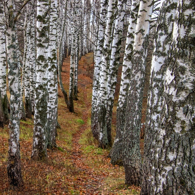 Foto alberi che crescono nella foresta durante l'autunno