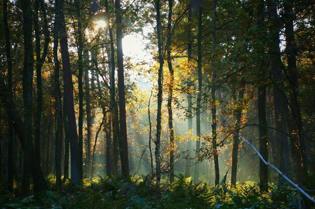 Trees growing at forest during autumn