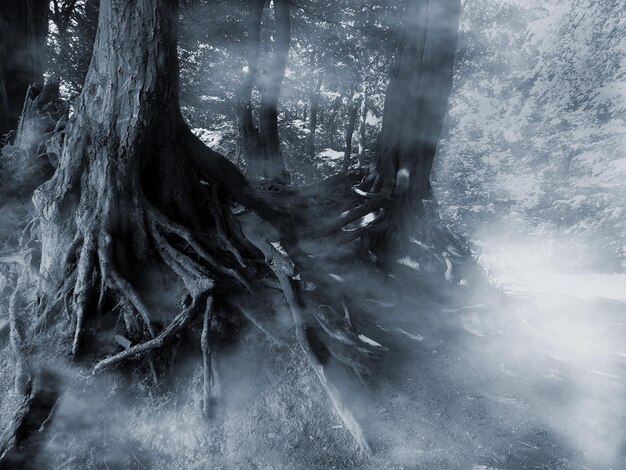 Photo trees growing at forest during foggy weather