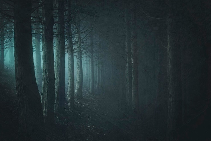 Photo trees growing in forest at dusk