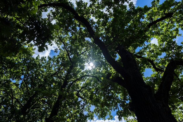 夏に森に生える木々