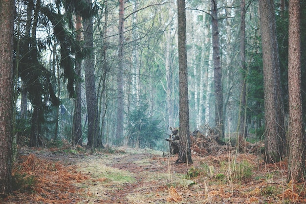 Trees growing in forest during winter