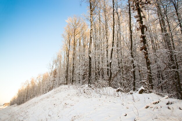 Trees growing in the forest in winter