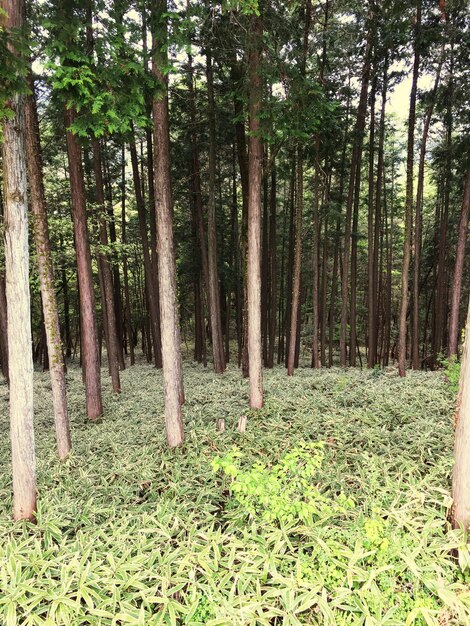 Trees growing in forest