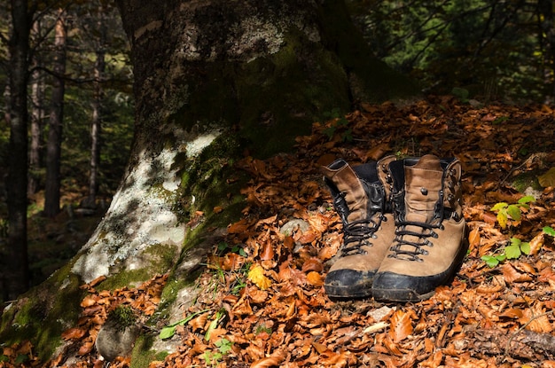 Foto alberi che crescono nella foresta