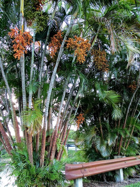 Foto alberi che crescono nella foresta