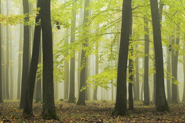 Trees growing in forest