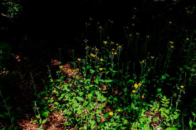 Photo trees growing in forest