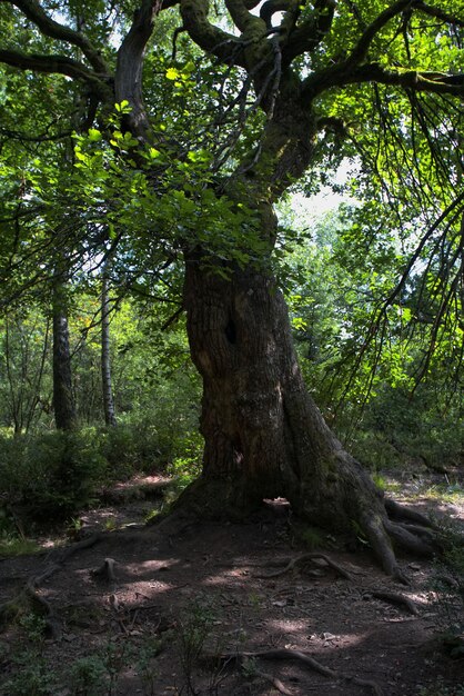 Trees growing in forest