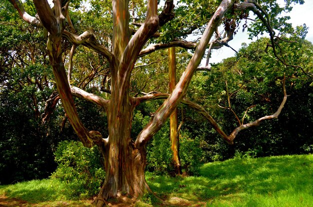 Trees growing in a forest