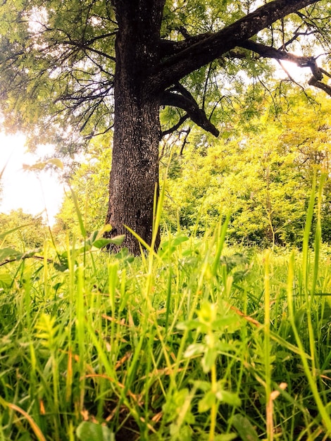 Foto alberi che crescono nella foresta