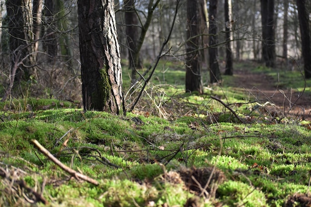 Foto alberi che crescono nella foresta