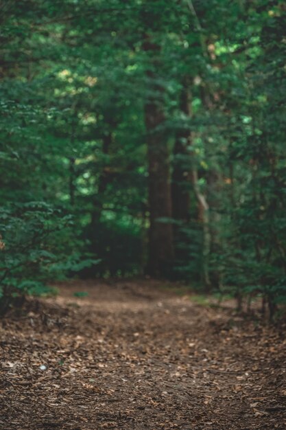 Foto alberi che crescono nella foresta