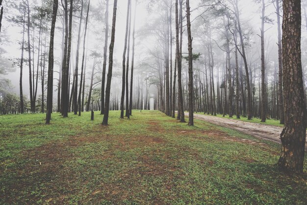 Photo trees growing in forest