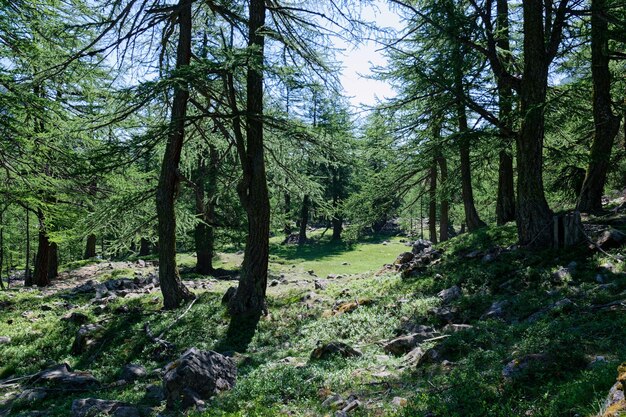 Foto alberi che crescono nella foresta