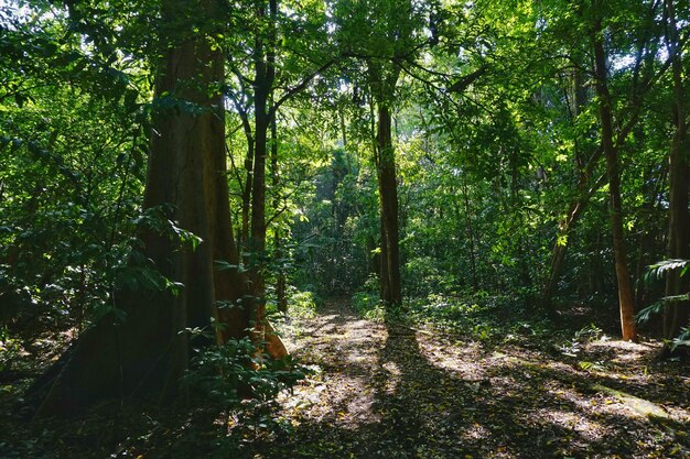 Trees growing in forest