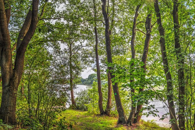 Trees growing in forest