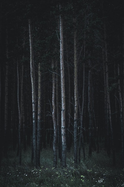 Photo trees growing at forest