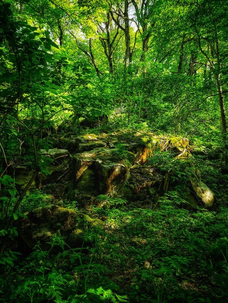 Trees growing in forest