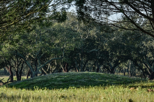 Photo trees growing in forest