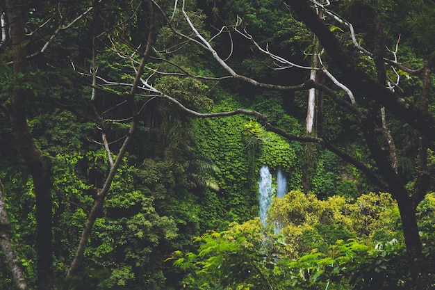 Photo trees growing in forest