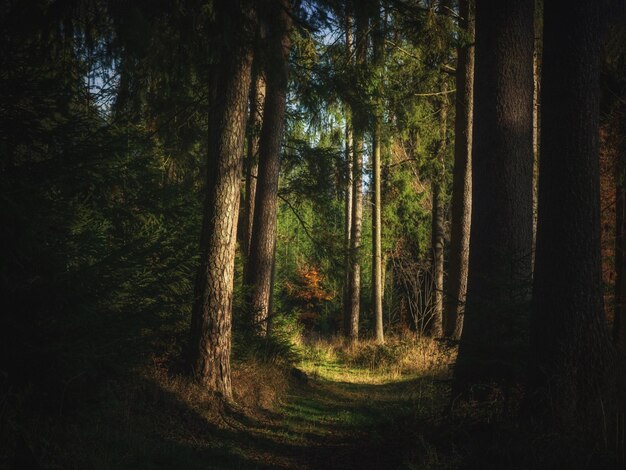 Trees growing in forest