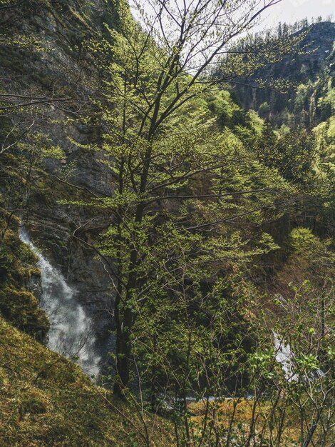 Foto alberi che crescono nella foresta