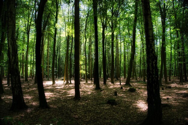 Foto alberi che crescono nella foresta