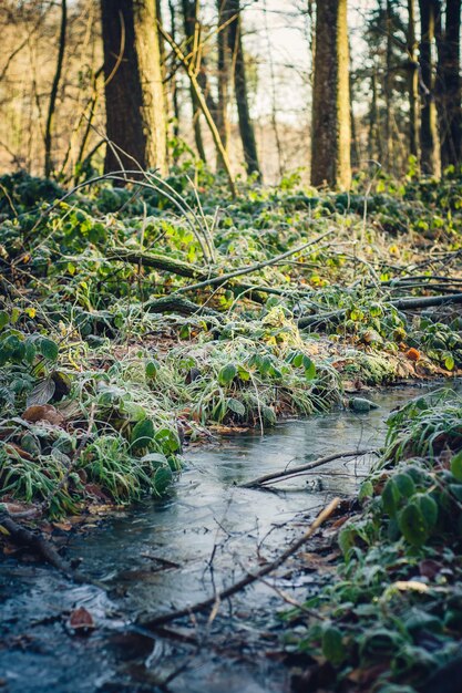 Foto alberi che crescono nella foresta