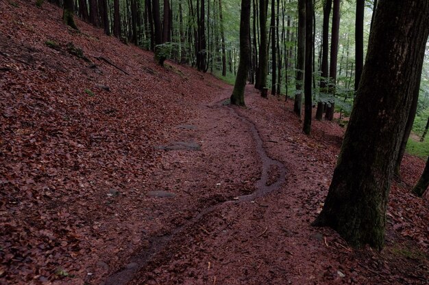 Photo trees growing in forest