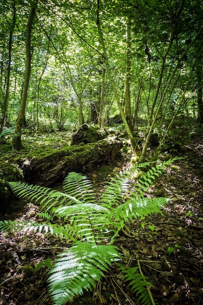 Trees growing in forest