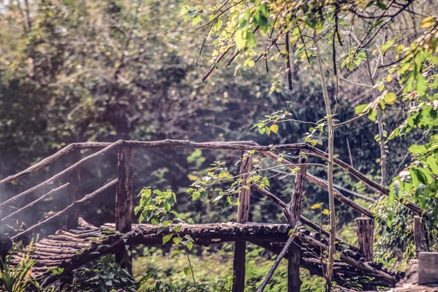 Foto alberi che crescono nella foresta