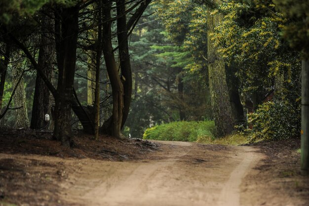 Foto alberi che crescono nella foresta