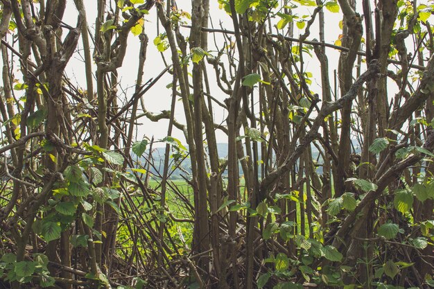 Photo trees growing in forest