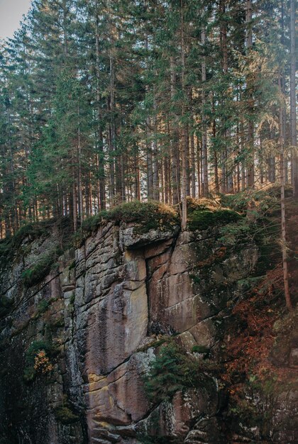 Photo trees growing in forest