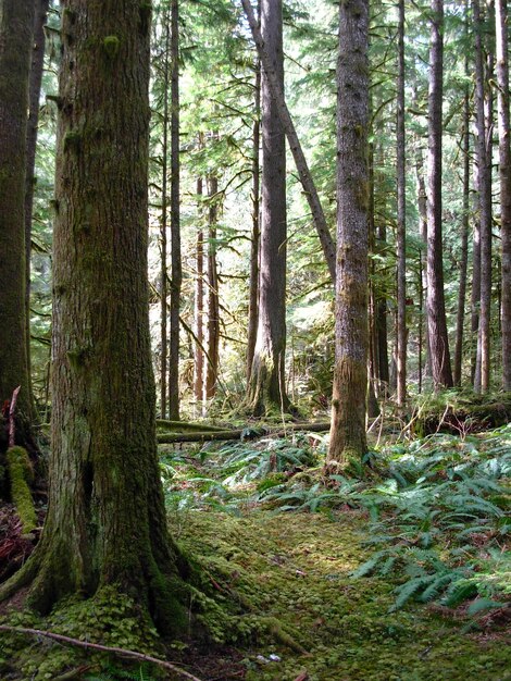 Foto alberi che crescono nella foresta