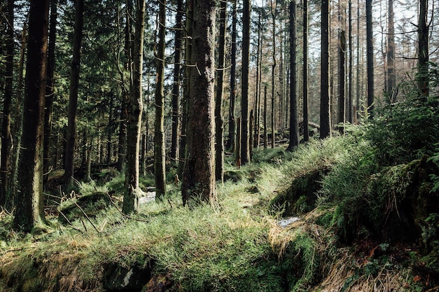 Photo trees growing in forest