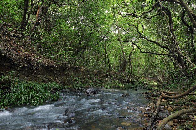 Foto alberi che crescono nella foresta