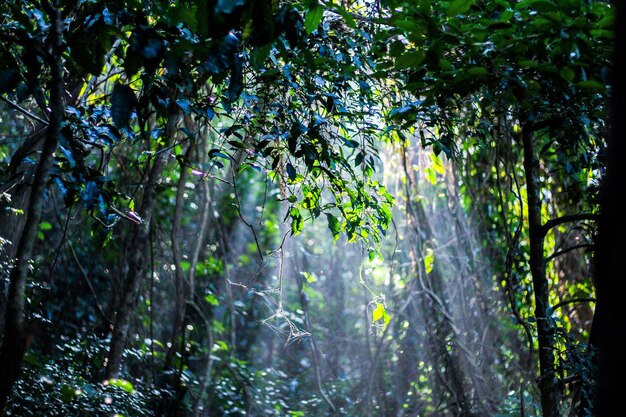 Photo trees growing in forest