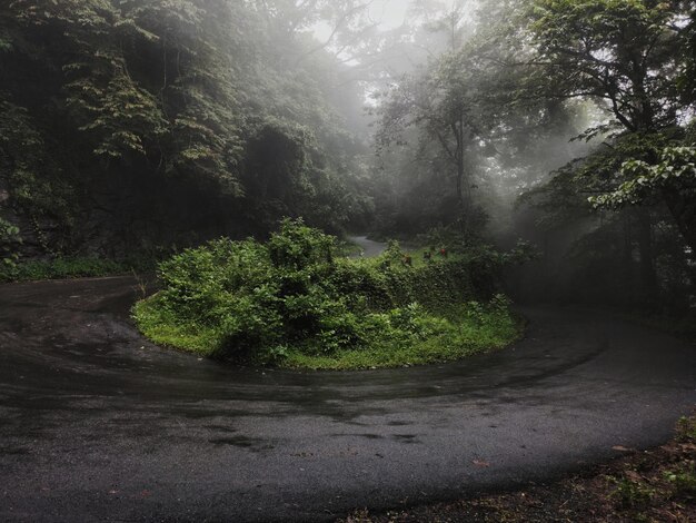 Foto alberi che crescono nella foresta